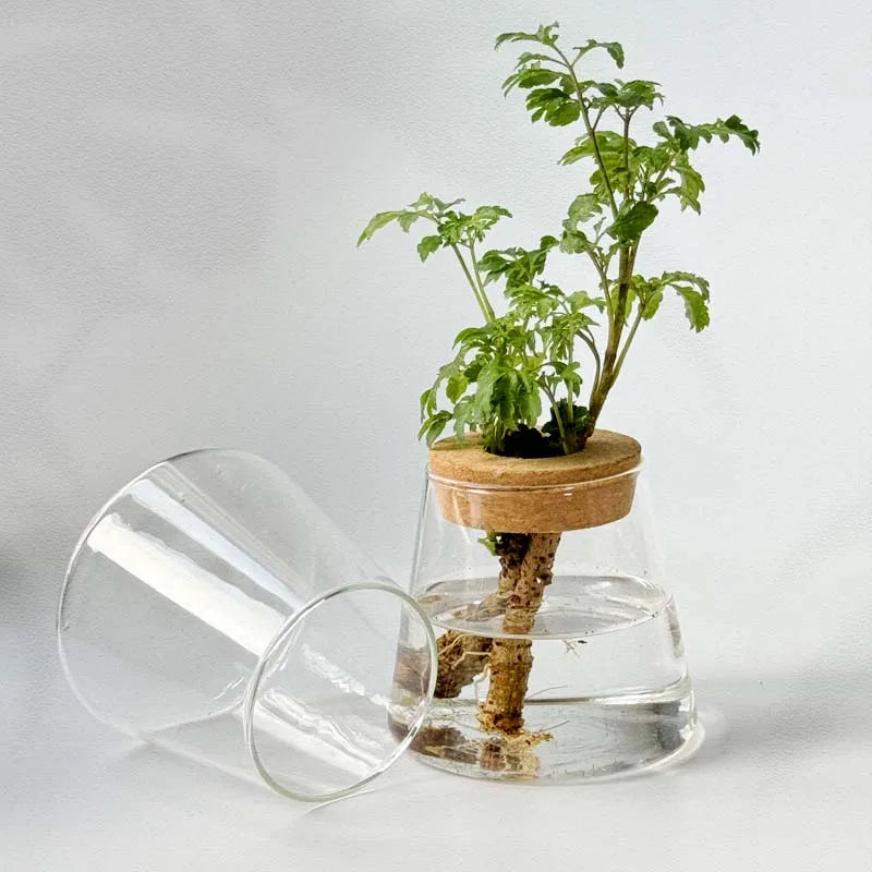 Home Decor Glass Vase Hydroponic Plant Volcano Small Vase Nordic Tabletop Simple Green Plant Mini Bottle With  Tray Flower Vases