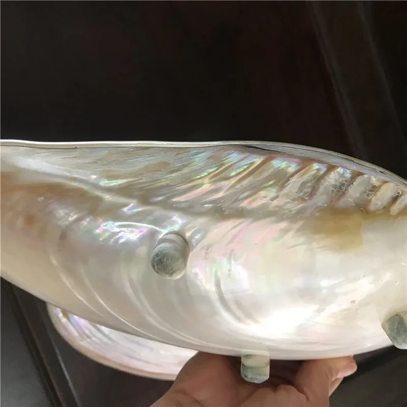 Sea Shell Pearl Plate