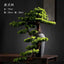 Zhaocai high-end welcome pine bonsai new Chinese home living room interior office porch simulation decoration