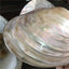 Sea Shell Pearl Plate